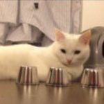 «Кот-наперсточник» покорил Интернет