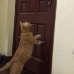 Настойчивая кошка доказала, что двери ей не преграда