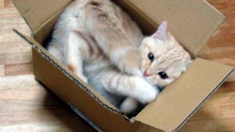 Учёные выяснили, почему коты любят коробки