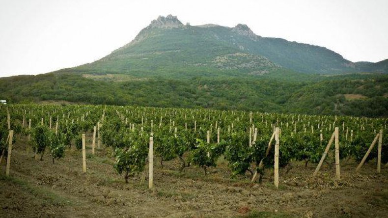 В Крыму в три раза выросла площадь посадки виноградников