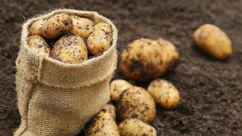 Роскачество дало рекомендации по выбору картофеля
