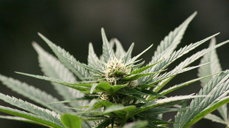 ЮАР легализовала марихуану