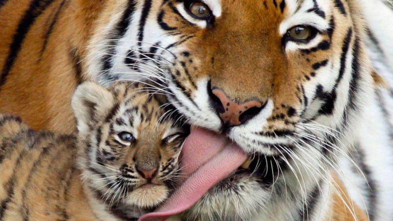Численность амурских тигров может вырасти с нынешних 570 до 700 особей