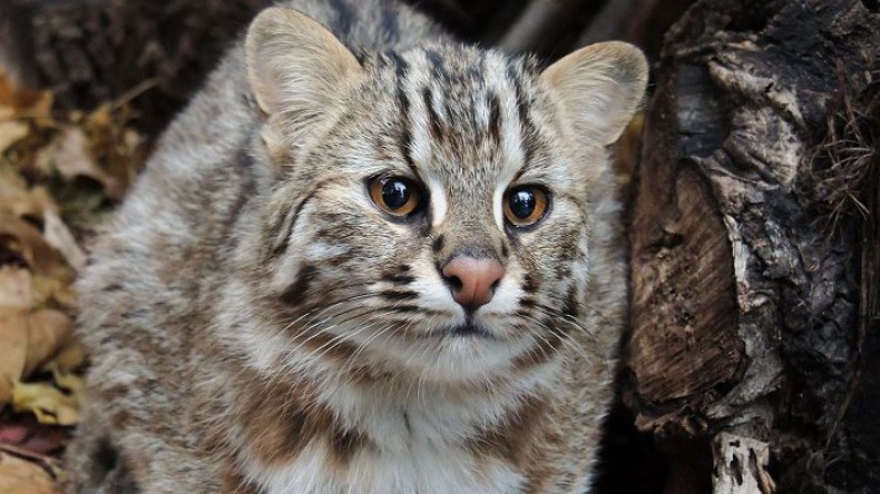 В Московском зоопарке впервые за 30 лет поселился Амурский лесной кот