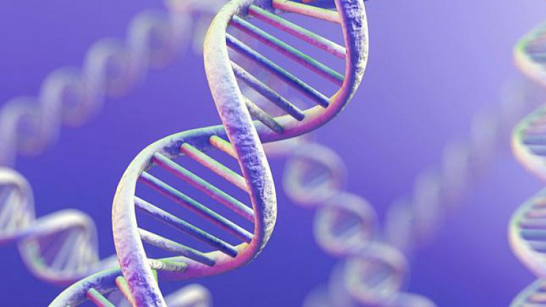 Генетика не влияет на продолжительность жизни