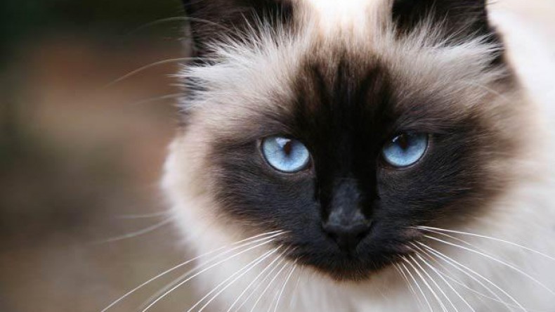 Названа самая популярная порода кошек у россиян