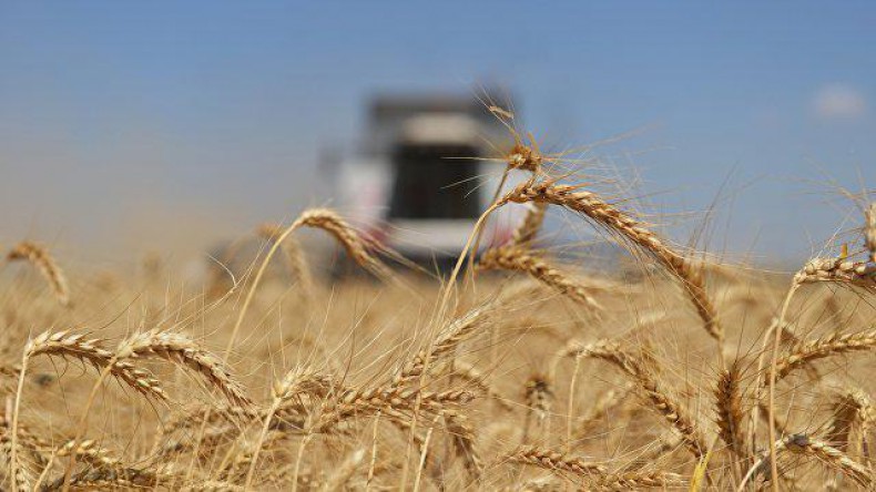 Россия собрала 110 млн тонн зерновых