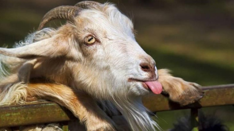 В Сербии домашняя коза съела 20 тысяч евро у своих хозяев