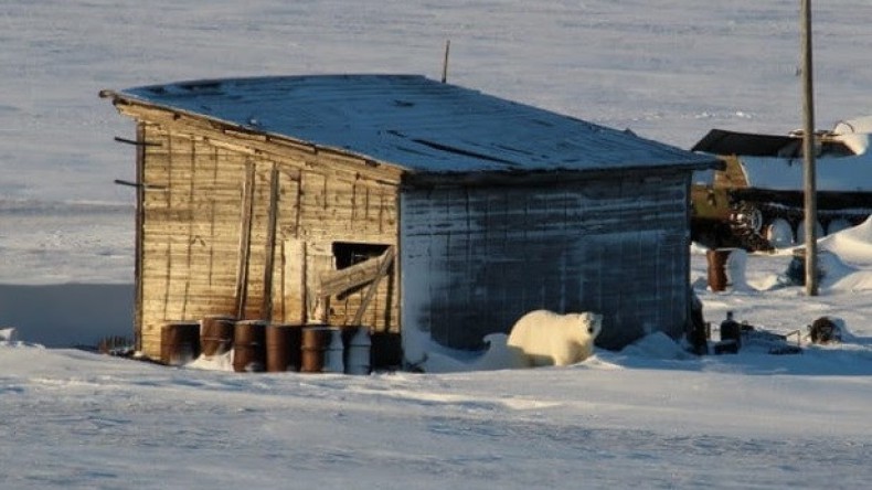 Белые медведи замечены на острове Вайгач