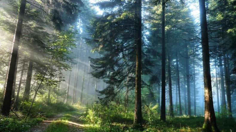 Леса не спасут Землю от парникового эффекта