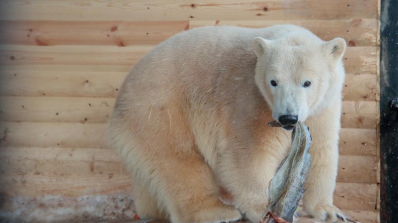 В Ленинградском зоопарке Белая медведица Харчаана переселилась в новый вольер