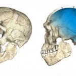 Ученые ошибаются: черепа, найденные в Греции, принадлежат вовсе не Homo sapiens