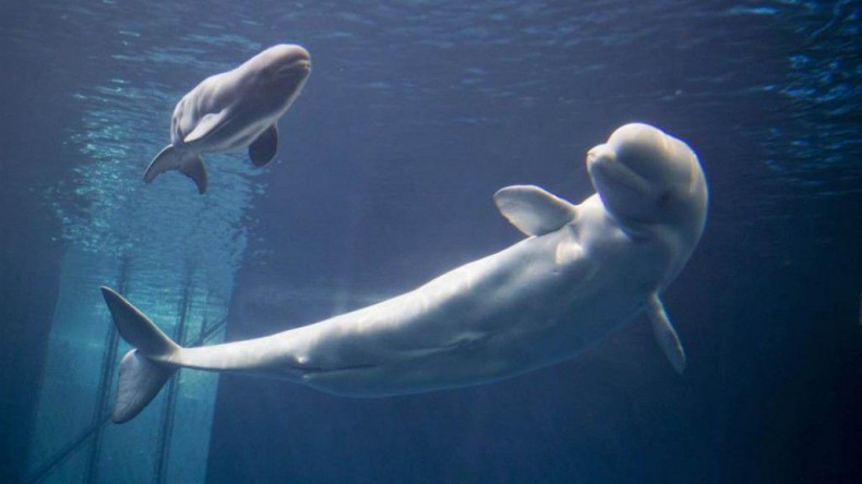 В Японском море выпускают белух из «китовой тюрьмы»