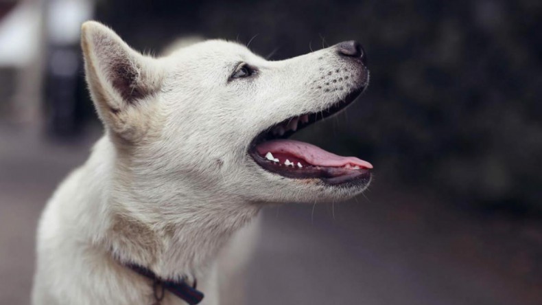 В России станут штрафовать за лай собаки и неисправную автомобильную сигнализацию