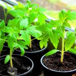 Подробная информация о выращивании томатов из рассады
