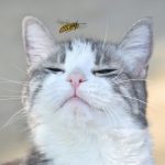 Что делать, если вашу кошку ужалила пчела или оса