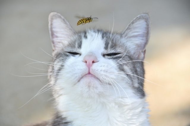 Что делать, если вашу кошку ужалила пчела или оса