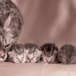 Сухие корма для беременных и кормящих кошек