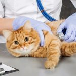 Услуги ветеринара: виды и преимущества