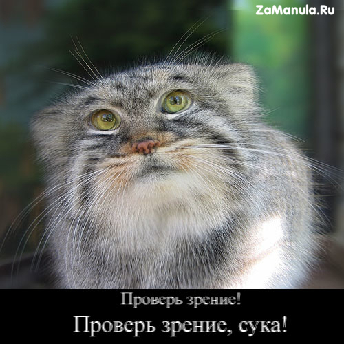 http://zamanula.ru/wp-content/uploads/2009/12/zrenie.jpg